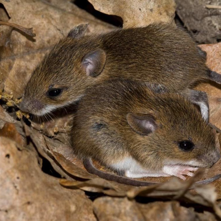 Уничтожения мышей в частном доме в Талдыкоргане?