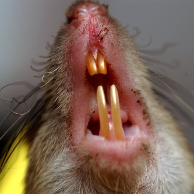 Дератизация крыс в Талдыкоргане?